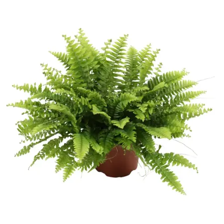 Нефролепис Грин Леди ø12 h35 см