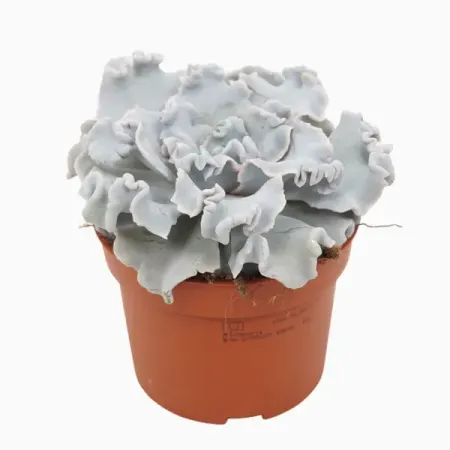 Эхеверия Миранда биколор ø8.5 h10 см