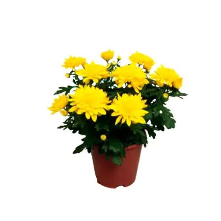 Хризантема Грандесса Кристал микс ø13 h25 см искусственные ы laurelchow шелк хризантема маргаритка кореопсис гербера