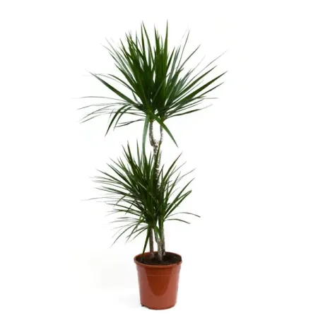 Драцена Маргината ø21 h115 см