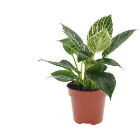 Филодендрон Вайт Вэйв ø12 h25 см