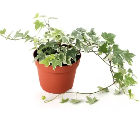 Хедера Хеликс микс ø12 h25 см