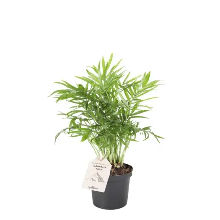 Хамедорея ø12 h40 см