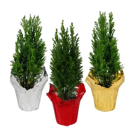 Кипарисовик Элвуди в подарочной упаковке ø9 h35 см