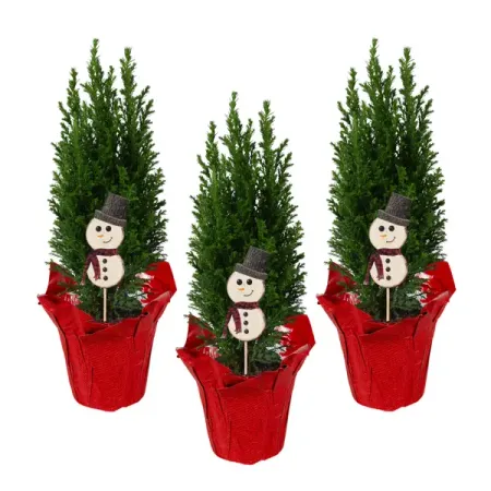 Кипарис Элвуди ø9 h35 см