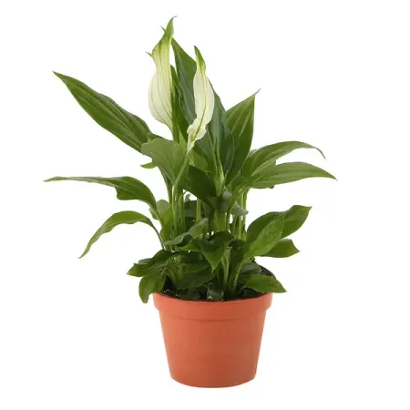 Спатифиллум ø9 h30 см