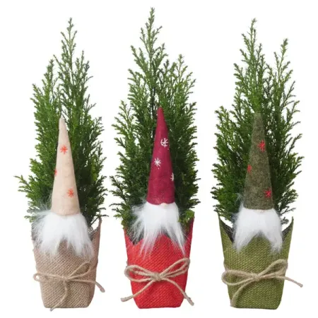 Кипарисовик Элвуди ø9 h35 см