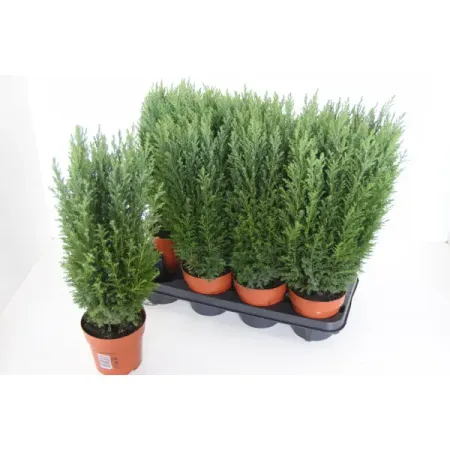 Кипарисовик Элвуди ø9 h30 см