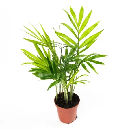 Хамедорея ø9 h35 см