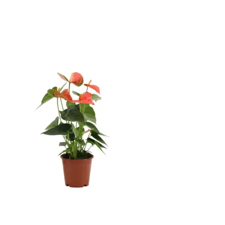Антуриум Андрианум Принс Оранж ø12 h40 - 45 см
