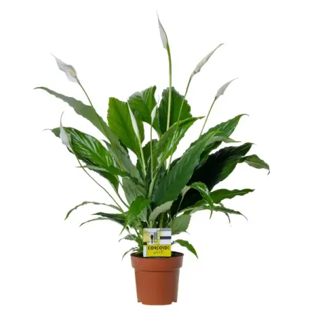 Спатифиллум Алана ø12 h45 см алана фэрчайлд таро аввалон isis oracle коробка 44 карты инструкция fairchild