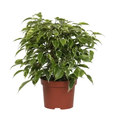 Фикус Бенджамина Кинки ø12 h27 см