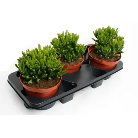 Крассула Хорн Три ø17 h55 см