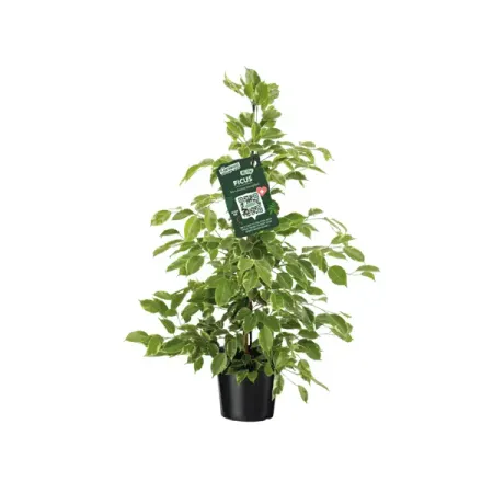 Фикус Бенджамина Голден Кинг ø21 h105 см