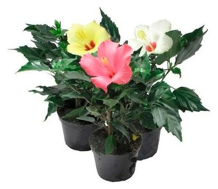 Живое растение Гибискус в ассортименте в горшке d 12 см, 1 шт йоханан афек учитесь побеждать красиво эффектные комбинации и этюды для практиков