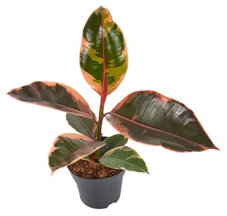 Живое растение Фикус Эластика Камуфляж в горшке d 12 см, 1 шт