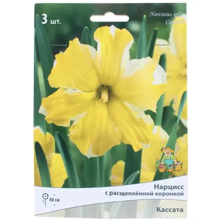 Нарцисс с расщеплённой коронкой «Кассата», высота 40 см, 3 шт. александр павлович морозов колины сны