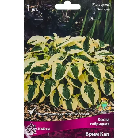 Хоста гибридная «Брим Кап», размер луковицы I