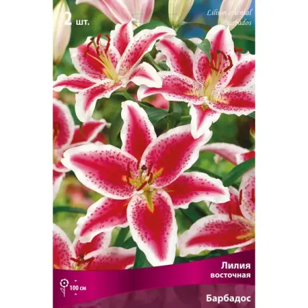 Лилии восточные «Барбадос», размер луковицы 14/16, 1 шт. лилии азиатские блэк аут   луковицы 14 16 1 шт