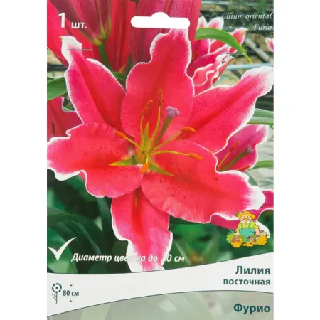 Лилия восточная Фурио