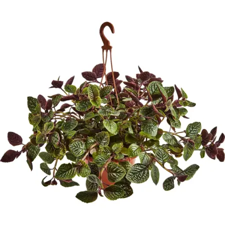 Плектрантус Нико ø21 h60 см