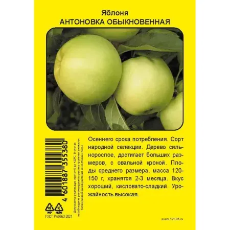 Яблоня Антоновка обыкновенная пакет h90 см евгения марковна кац веселая яблоня сидит на диване
