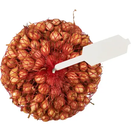 Лук-севок Штуттгартер ризен 0.5 кг