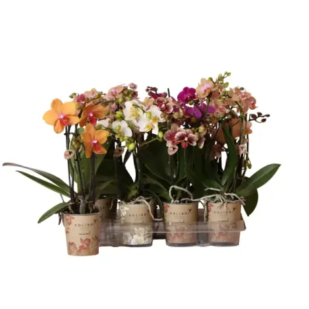 Орхидея Фаленопсис ø9 h30 см орхидея фаленопсис микс 1 стебель ø12 h50 см