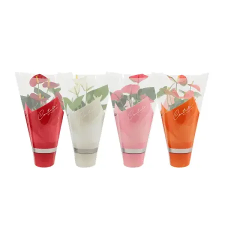 Антуриум микс ø12 h40 см