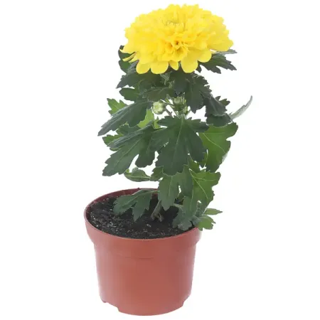 Хризантема Супернова Декорум микс ø10.5 h30 см искусственные ы laurelchow шелк хризантема маргаритка кореопсис гербера