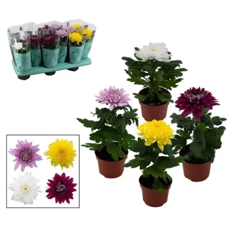 Хризантема Супернова Декорум микс ø10.5 h30 см
