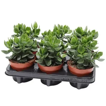 Крассула Овата Бэйсик ø12 h18 см