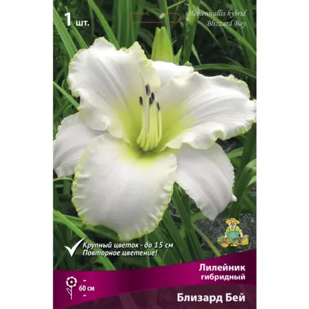 Лилейник гибридный Близард Бей I александр юрьевич ратнер неврология новорожденных острый период и поздние осложнения