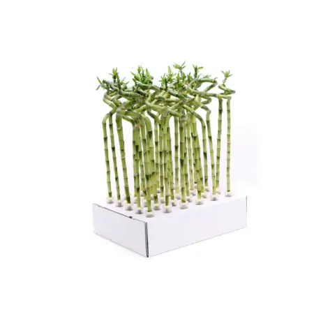 Драцена Лаки Бамбо Спираль ø5 h40 см