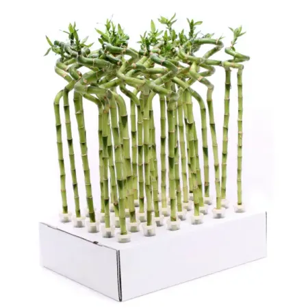 Драцена Лаки Бамбо Спираль ø5 h40 см драцена драко разветвленная ø21 h160 см