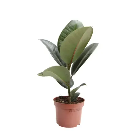 Фикус Эластика микс ø12 h20 - 30 см