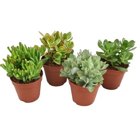 Крассула Бэйсик микс ø12 h18 см