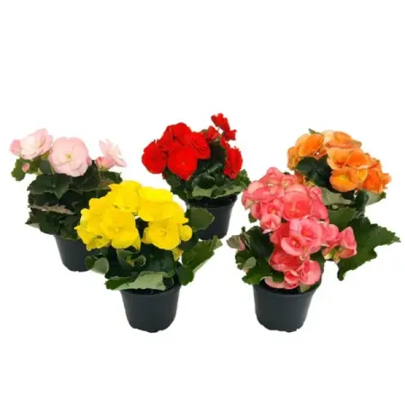 Бегония Элатиор микс ø14 h35 см