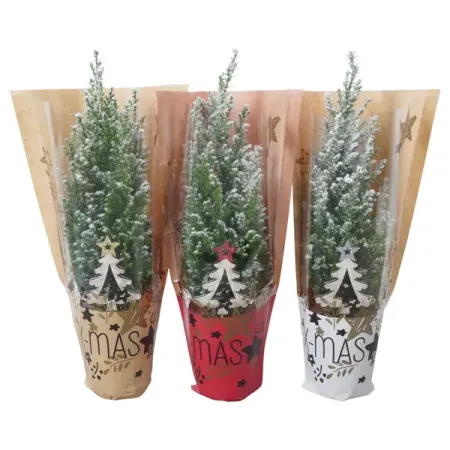 Кипарисовик Элвуда 106 ø9 h35 см