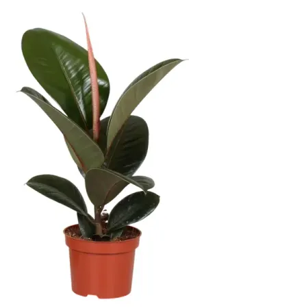 Фикус Эластика Робуста ø12 h20 - 30 см