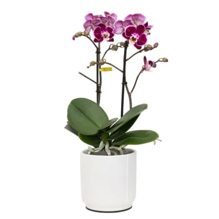 Фаленопсис микс ø12 h55 см