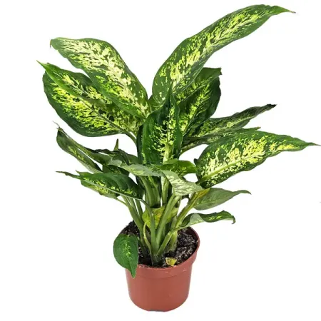 Диффенбахия микс ø12 h30 см