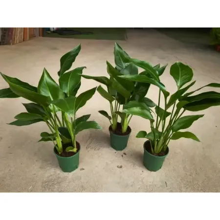 Стрелиция ø12 h40 см