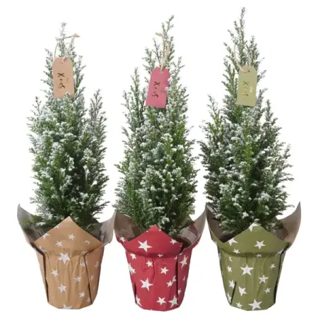 Кипарисовик Элвуда ø9 h35 см (116)