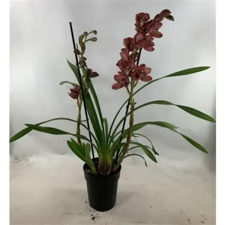 Цимбидиум Ред Вайн ø18 h70 см