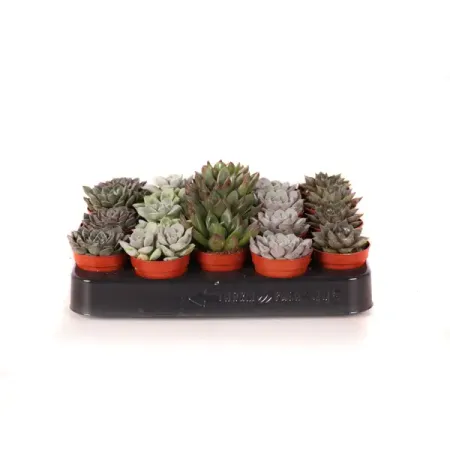 Эхеверия микс ø5 h10 см