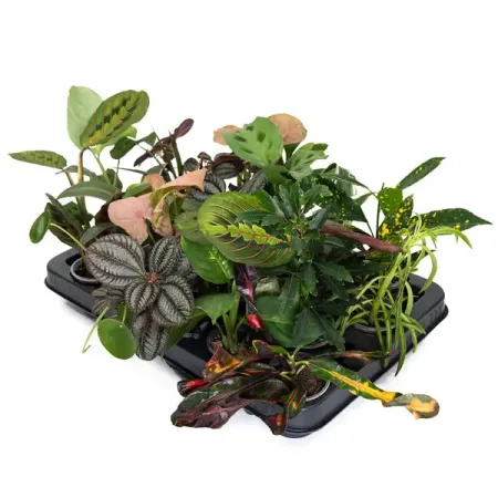 Плант микс ø8.5 h10 см