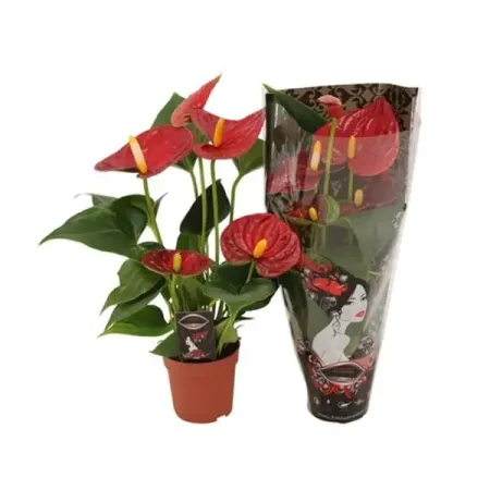 Антуриум Даймонд Рэд ø9 h25 см