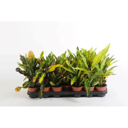 Кротон мелколистный Стандарт ø9 h15 см