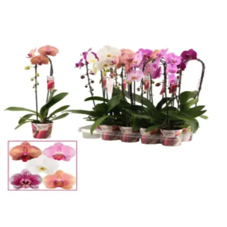 Фаленопсис Каскад микс ø12 h50 - 60 см